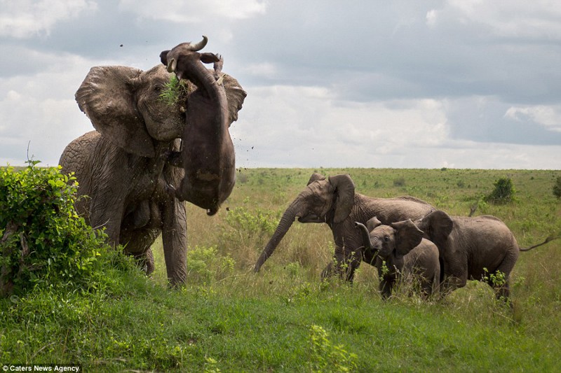 Трагическая встреча буйвола со слоном 