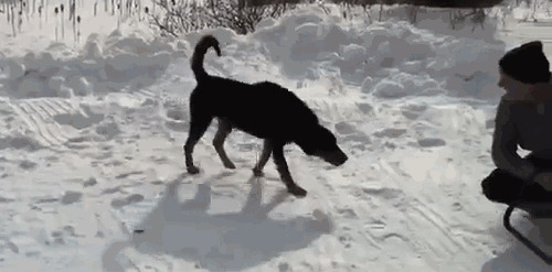 Из солянки