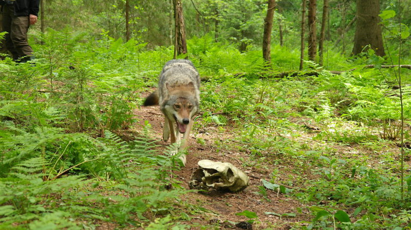 Каждый день ему нужно было ходить к недавно родившей волчице - для этого он должен был два часа идти по лесу пешком, причём идти громко, чтобы отпугивать медведей