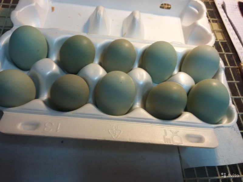 Куриные яйца синего цвета