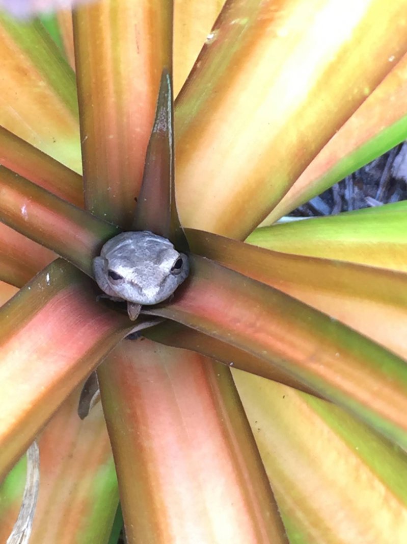 Лягушка в растении 