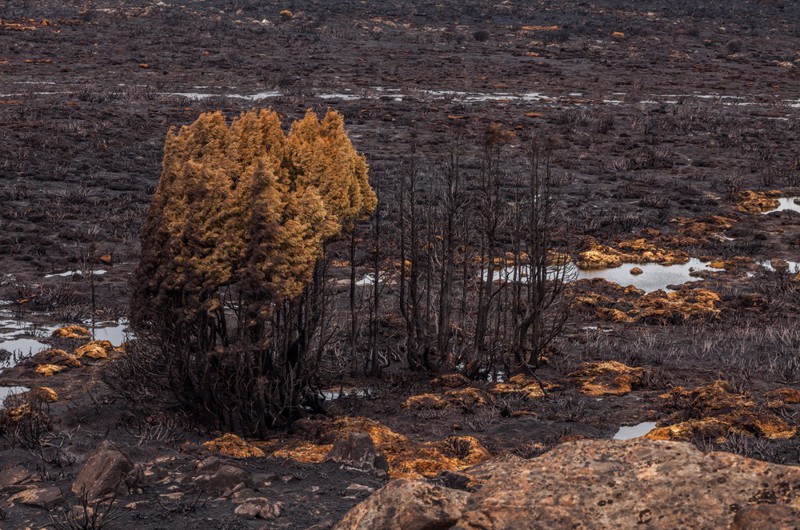 Страшный пожар на острове Тасмания