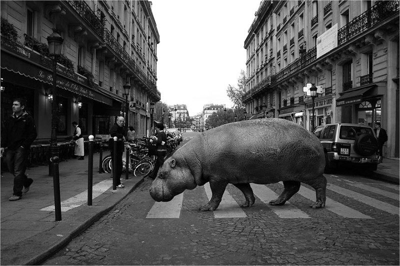 Фотограф выразил всю сущность толерантного общества в серии фото "Зоопарк на улицах"
