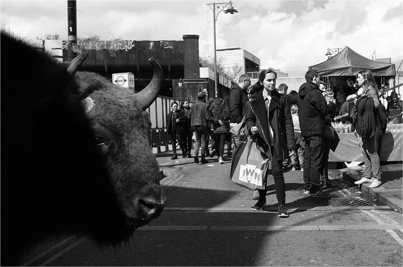 Фотограф выразил всю сущность толерантного общества в серии фото "Зоопарк на улицах"