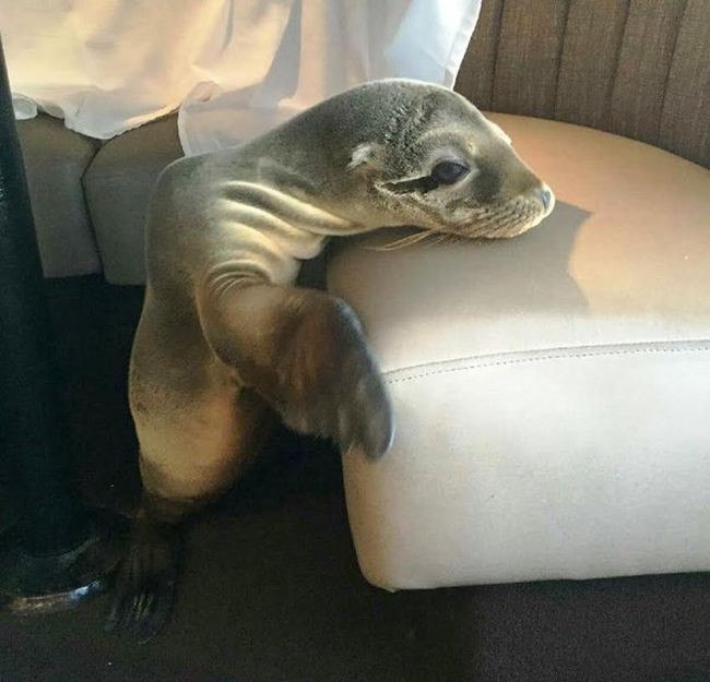 Голодный детеныш морского льва забрался в ресторан в Сан-Диего 