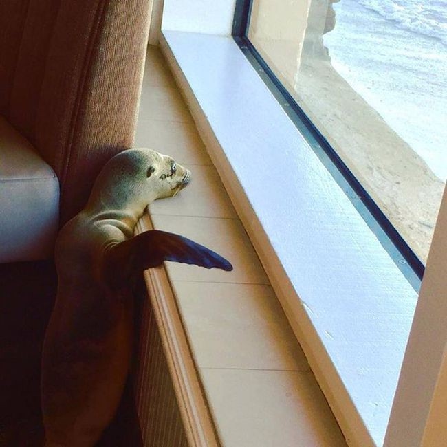 Голодный детеныш морского льва забрался в ресторан в Сан-Диего 
