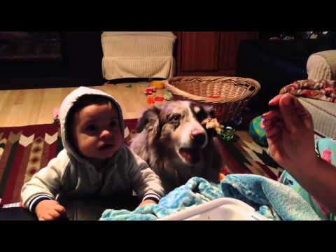 Прост веселое Видео.Собака научилась говорить "МАМА" раньше чем ребенок! 