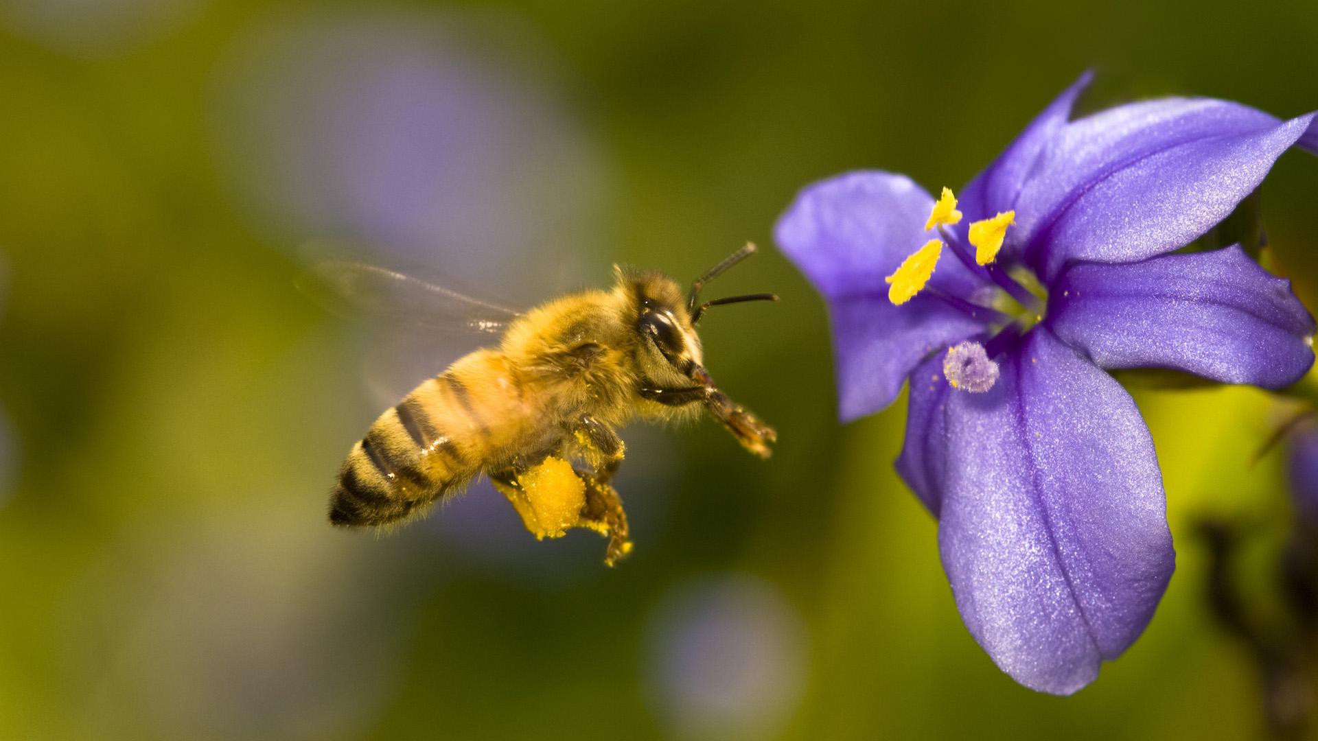 Пчела над цветком