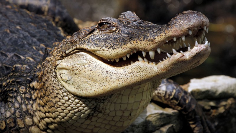 10) Крокодилы едят камни, чтобы лучше переваривать пищу и глубже нырять.