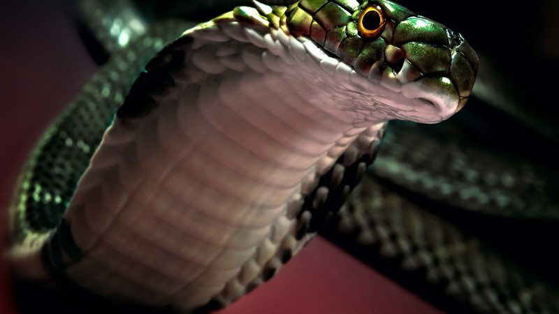 6) При нападении змея раскрывает рот на 180 градусов.
