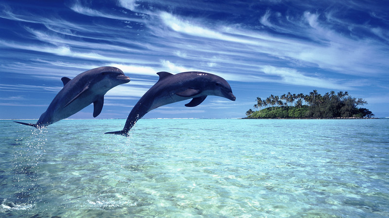 3) У дельфина в два раза больше извилин в коре головного мозга чем у человека.