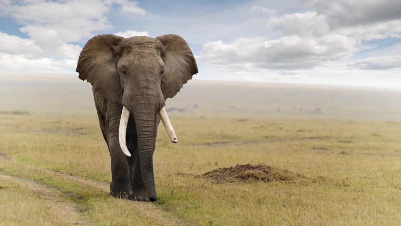 2) Сердце слона весит 20-30 кг и бьется с частотой 30 раз в минуту.