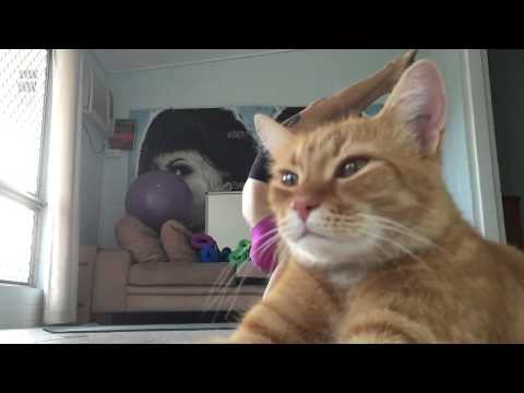 Видео про шикарного кота 