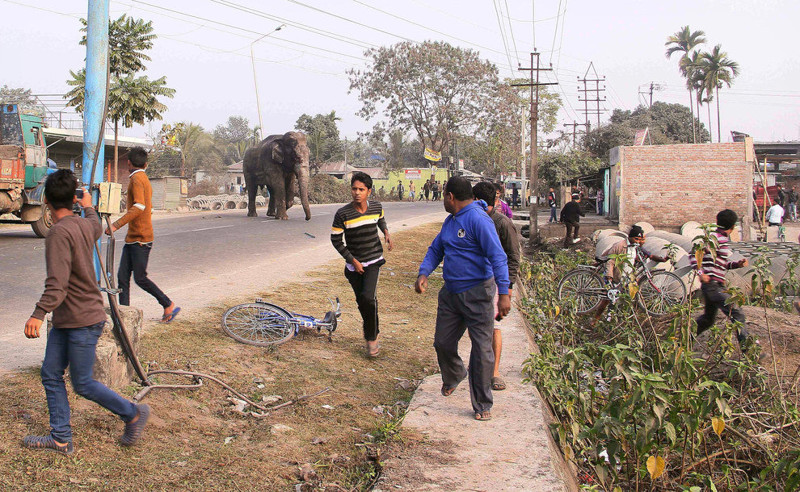 Несчастный слон вломилась в индийский городок и устроил настоящий погром