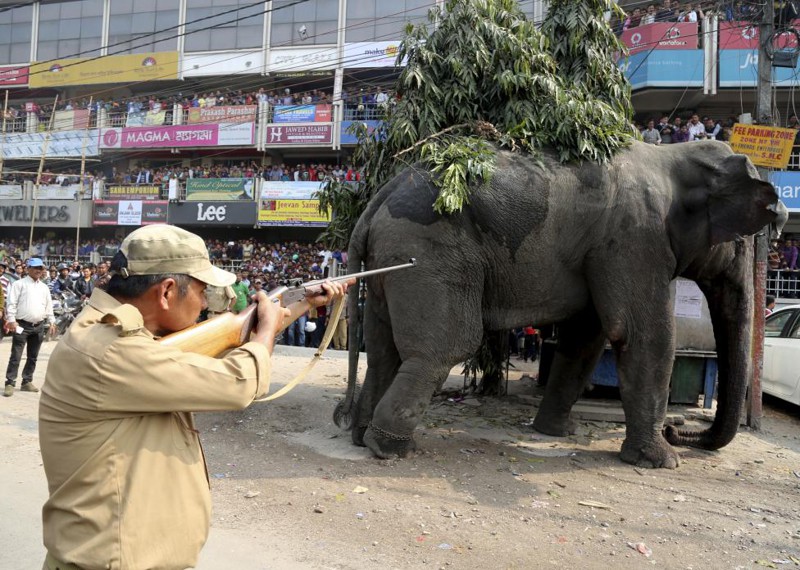 Несчастный слон вломилась в индийский городок и устроил настоящий погром