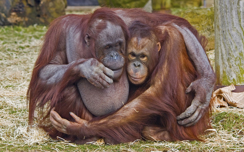 Орангутаны. (Фото Gary Kenyon):