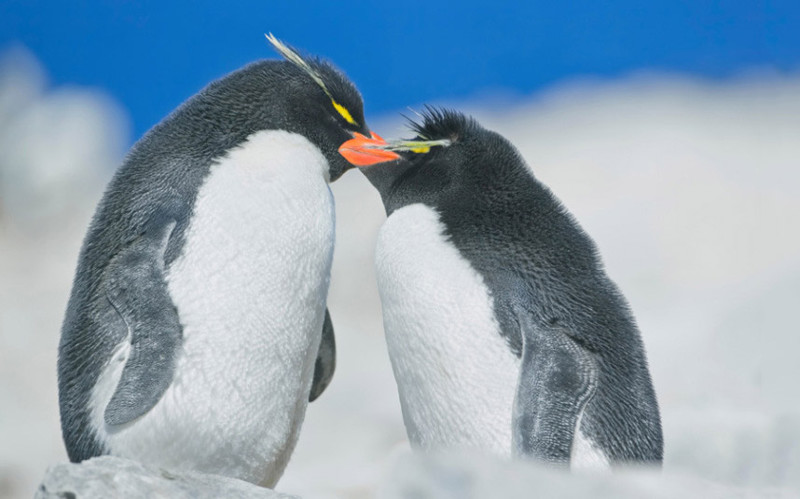 Пингвины. Суровая нежность на Фолклендских островах.
