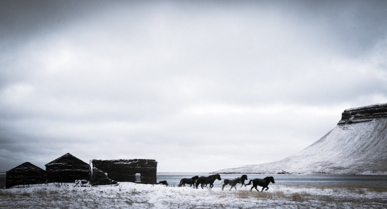 Исландские лошадки 