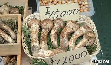 Одни из самых дорогих грибов - мацутакэ ( сосновый гриб) Очень популярен в яп...
