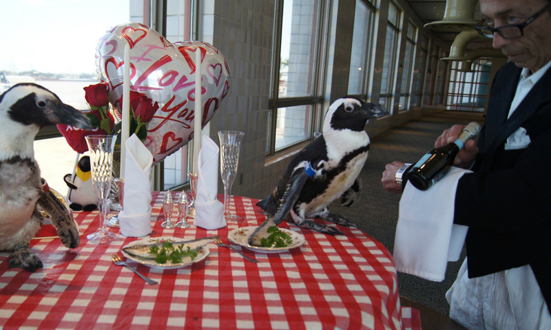 Пара пингвинов отпраздновала свой 22-й День Святого Валентина