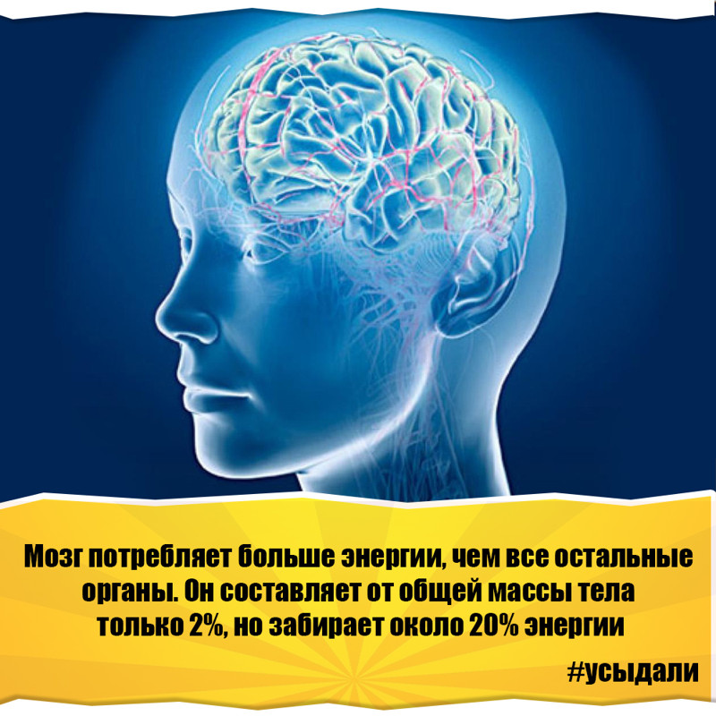 Мозгу нужно время. Мозг тратит энергию. Энергопотребление мозга. Потребление энергии мозгом. Мозг потребляет энергию.