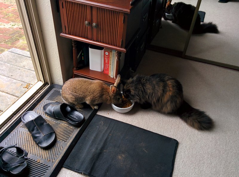 Совместный завтрак кролика и кота