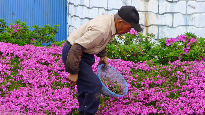 За два года он посадил сад из нескольких тысяч благоухающих цветов 