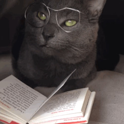 Кот учёный