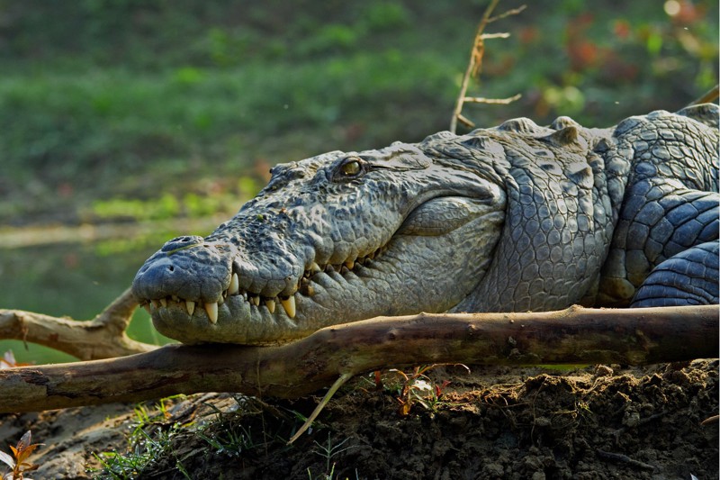 Бодрствующие крокодилы
