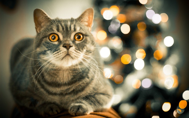 10 интересных фактов о кошках!