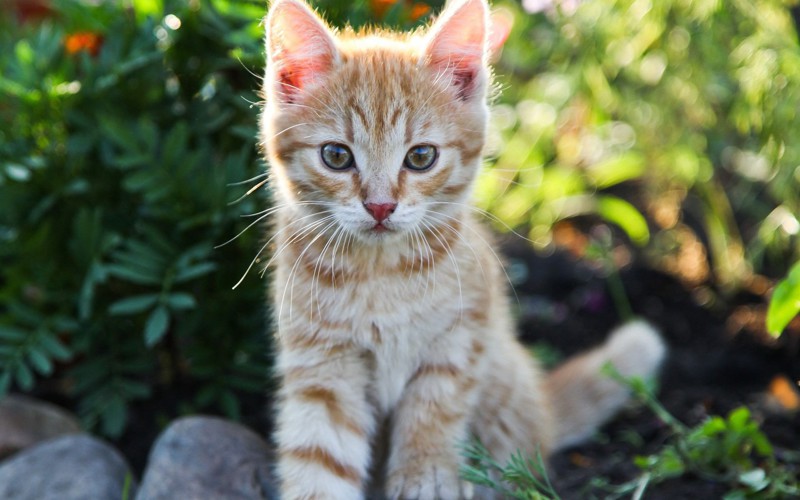 10 интересных фактов о кошках!