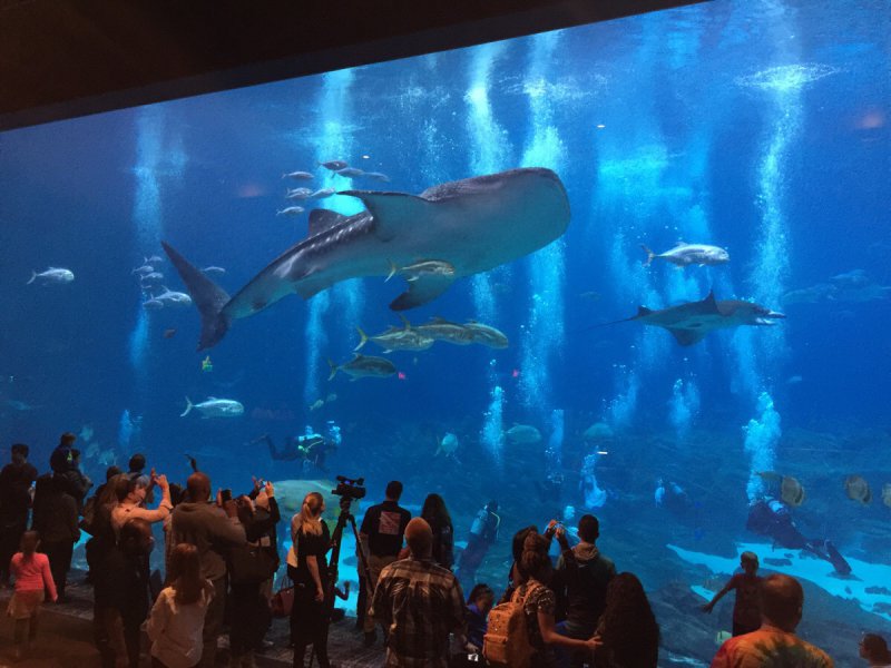 Потрясающий аквариум