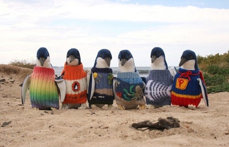 8. На пингвинов одели свитеры, чтобы они не смогли самостоятельно себя чистить во время разлива нефти