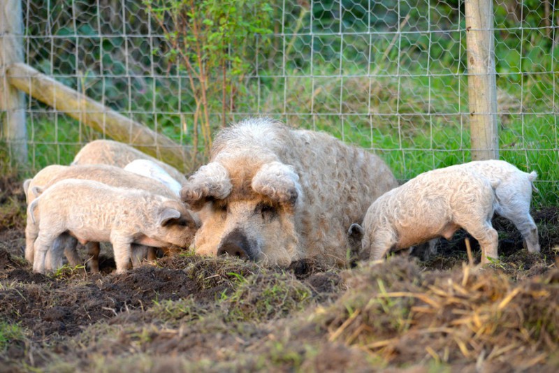  Венгерская мангалица, или свинья с овечьей шерстью
