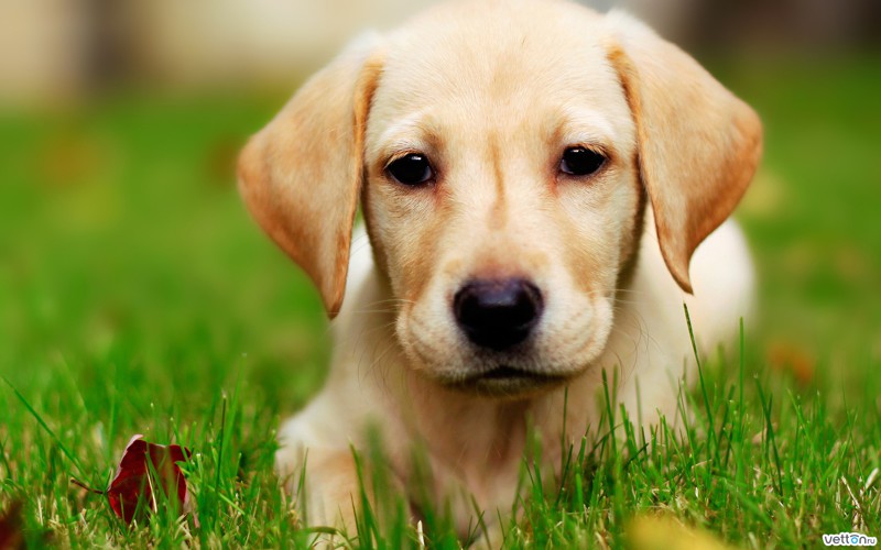 10 интересных фактов о собаках!