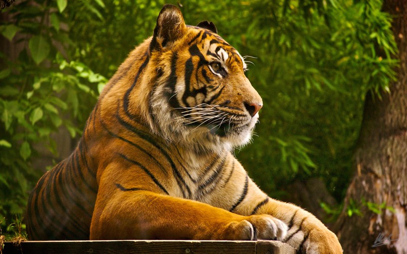 10 интересных фактов о тиграх!