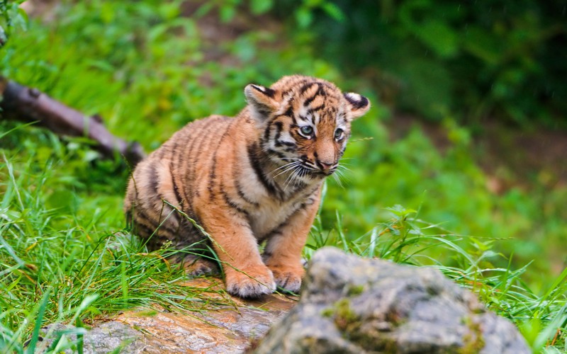10 интересных фактов о тиграх!