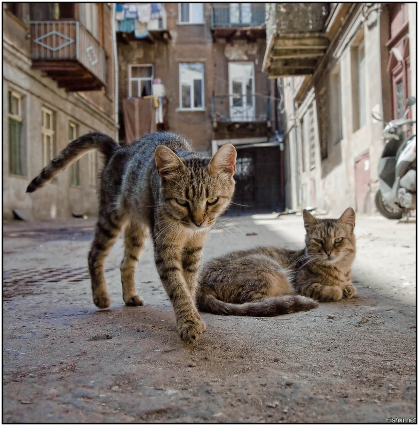 Совсем слеп. Дворовые кошки. Уличные коты. Кошка во дворе. Красивый дворовый кот.