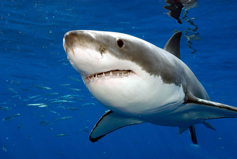 Акулы научат людей отращивать зубы