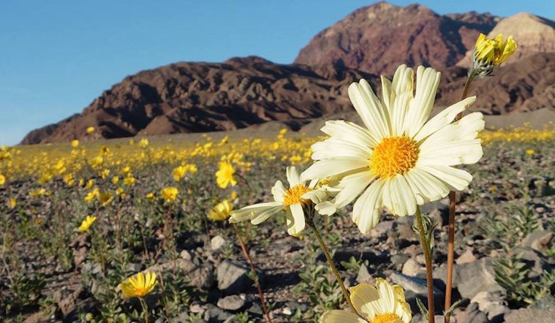Впервые за много лет цветет Долина смерти 