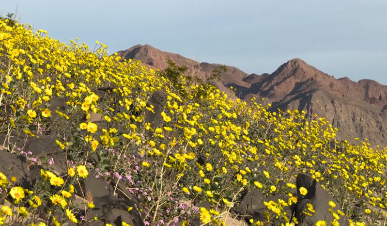 Впервые за много лет цветет Долина смерти 
