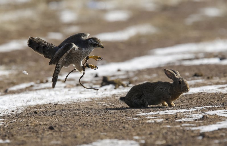  Одна из дисциплин соревнований — охота на зайца.