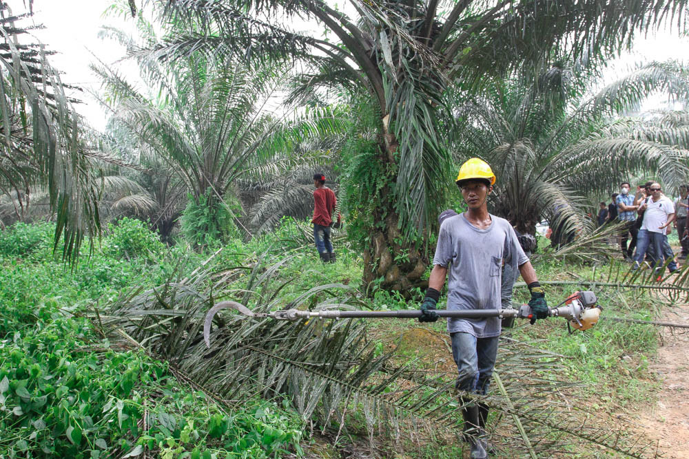 Как делают пальмовое масло