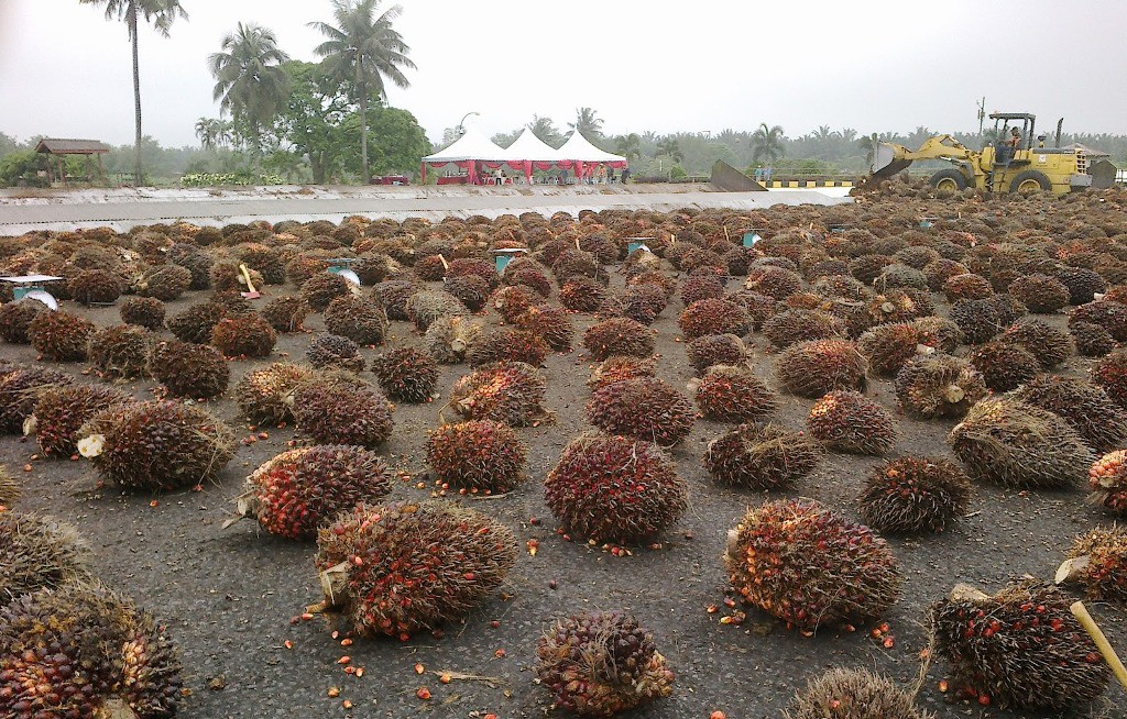 Как делают пальмовое масло