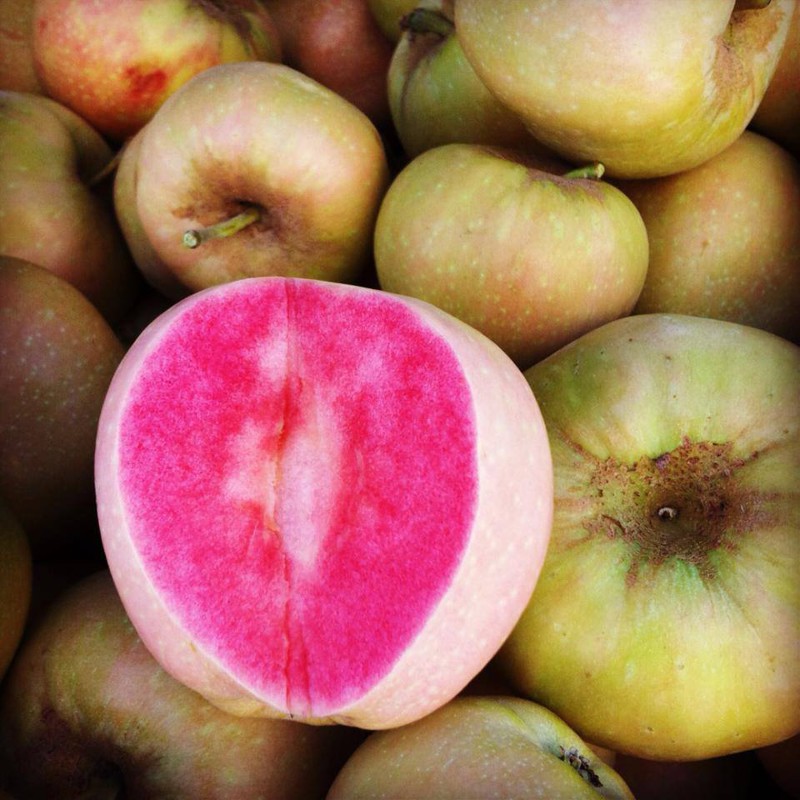 Яблоки сорта «розовый жемчуг»
