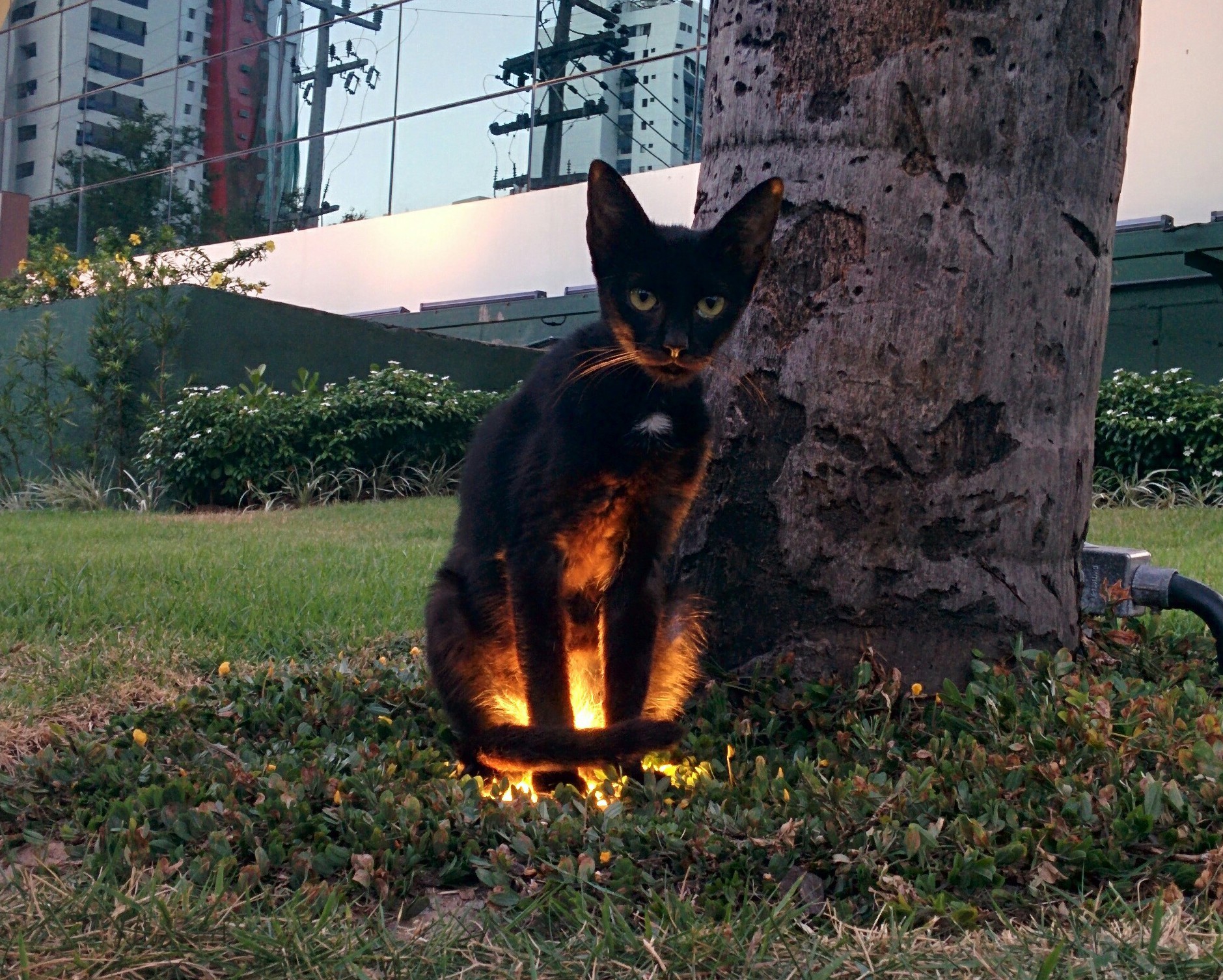 Этот котик, который просто сидит на лампе, выглядит так, как будто только что поднялся к нам из ада.