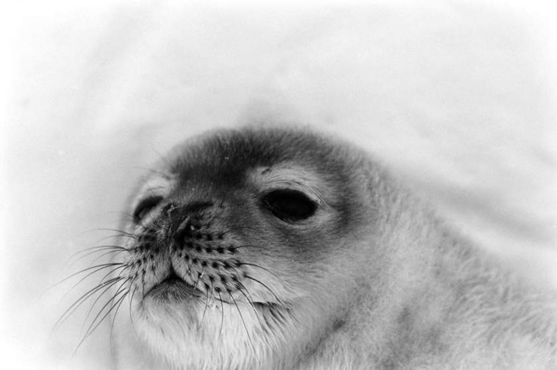 Антарктида, Фотографии 1964 года