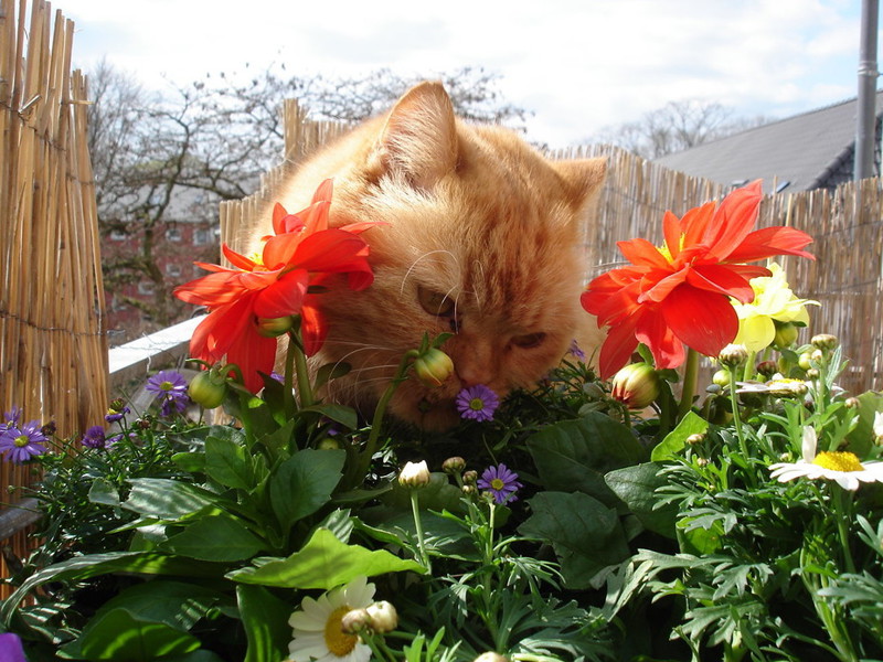 Картинки по запросу Коты-флористы
