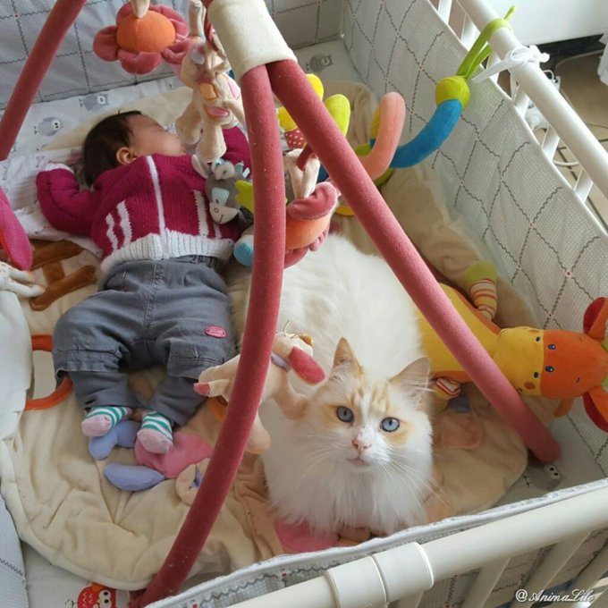 Кошка полюбила малыша еще до рождения и превратилась в отличную няньку 
