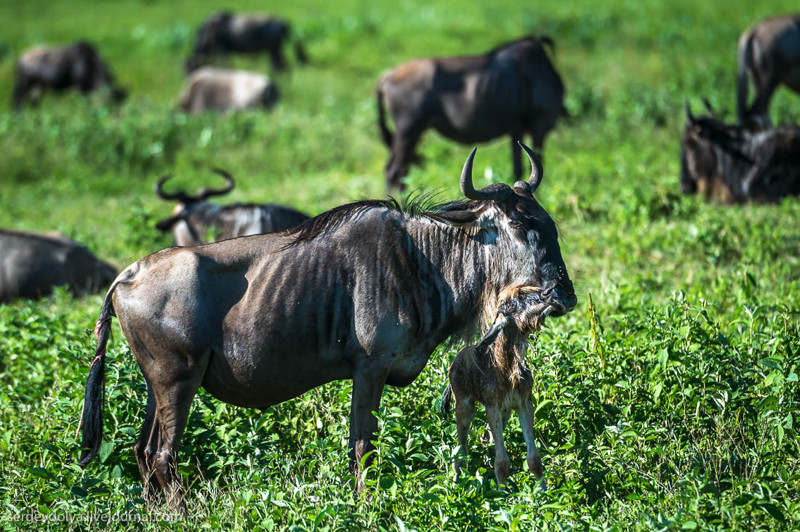 Уникальное видео: роды антилопы Гну и первые шаги новорожденного